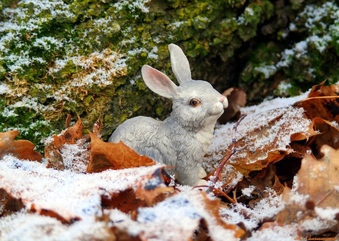 Заяц – зверь в лесах не редкий,только прячется под веткой..:) - Андрей Заломленков