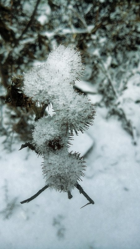 Сегодняшний снег ❄ ❄ ❄ - Леонид Абросимов