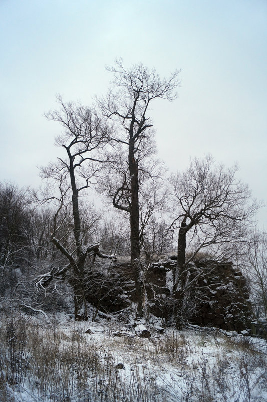 Зимние деревья. - Sergey ///