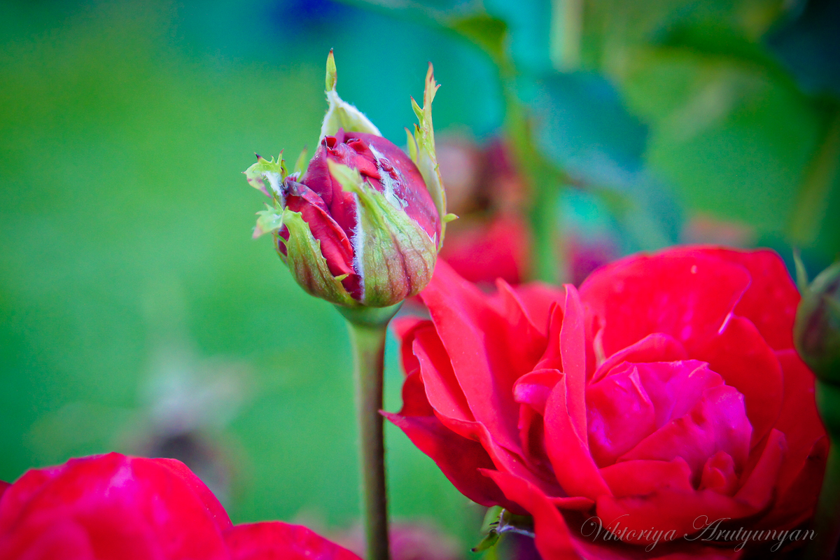 Пока бутоны роз цветут в твоем саду.. - 2903 nika