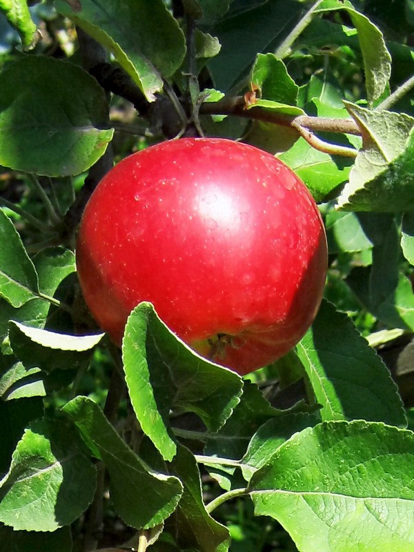 Красное яблоко августа. - Александр Бурилов