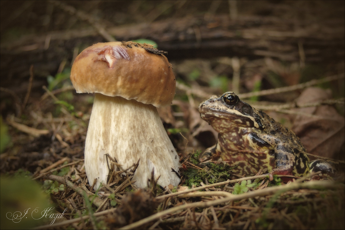 Кто первый гриб нашел в лесу , тому и гриб :) - Елена Kазак (selena1965)