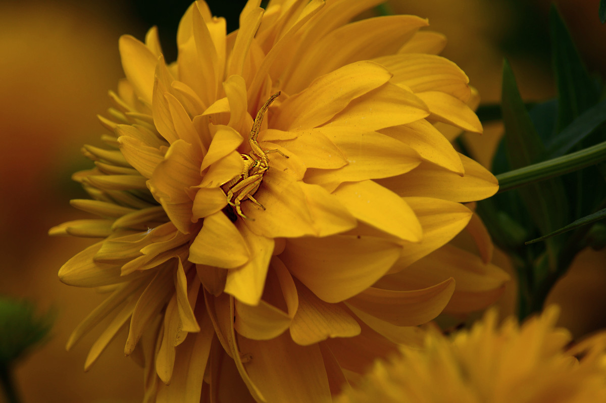 желтый цветок, такой же паучок - ольга кривашеева