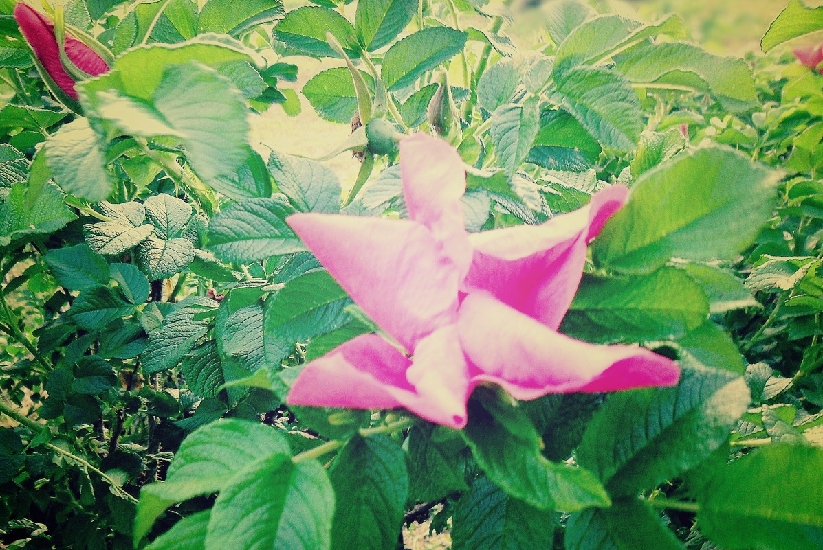 цветок шиповника - Елизавета 