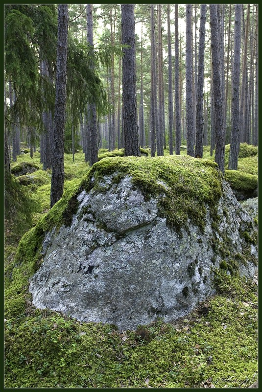 Лес камней. - Jossif Braschinsky