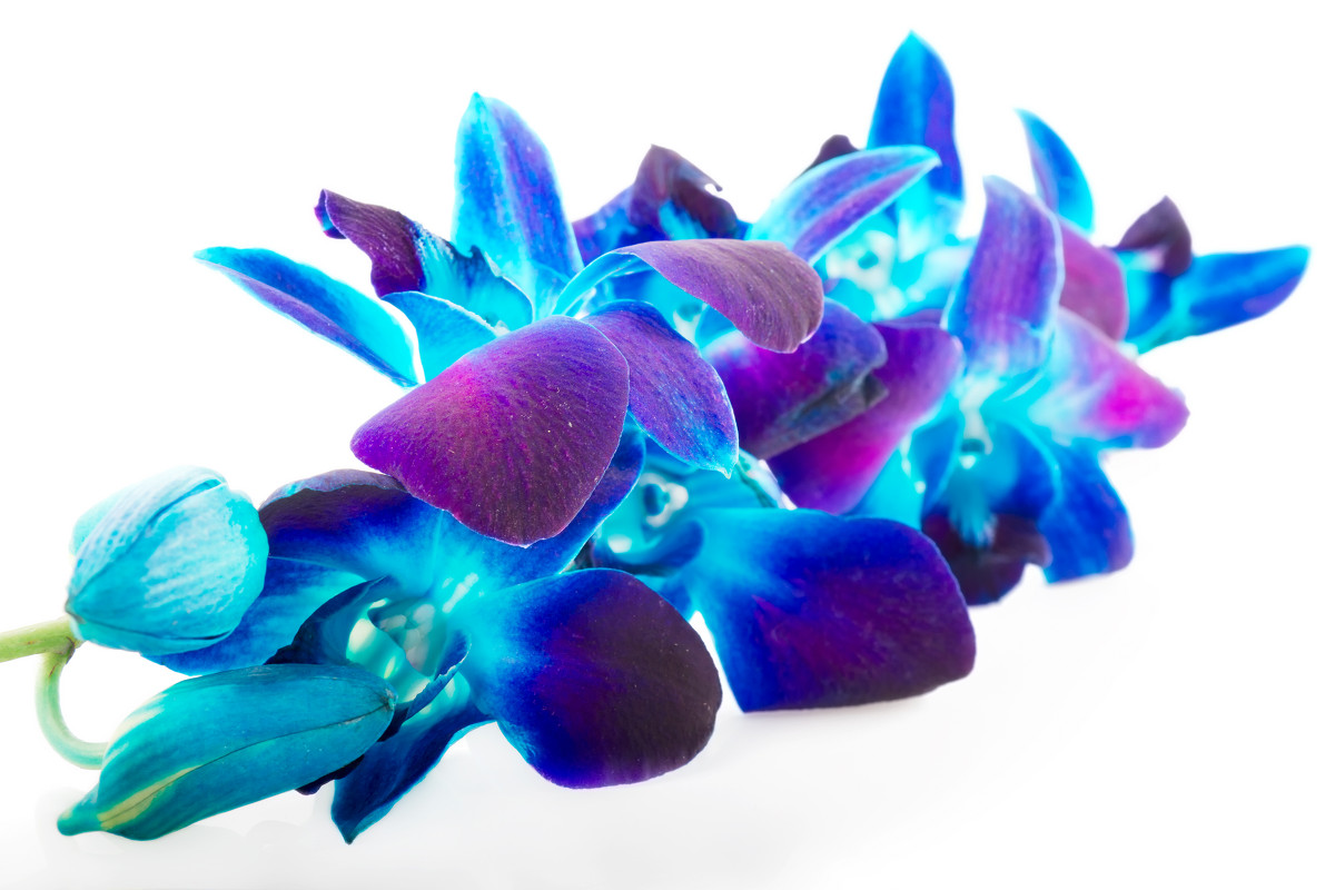 синяя орхидея - Marina Popova