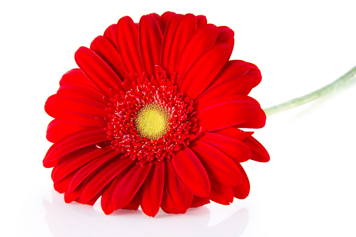 red gerbera - Marina Popova