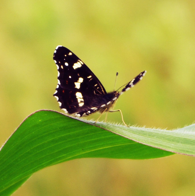 Бабочка на кукурузе - Ollfun 