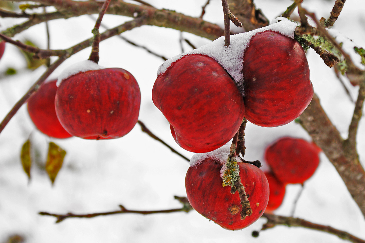 Яблоки в снегу - Ollfun 