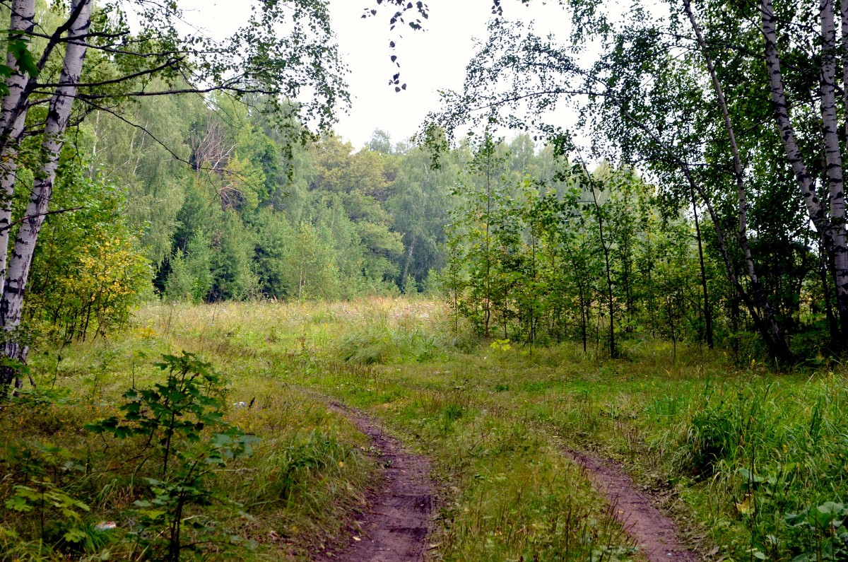 В лесу - Юлия Тюляпина