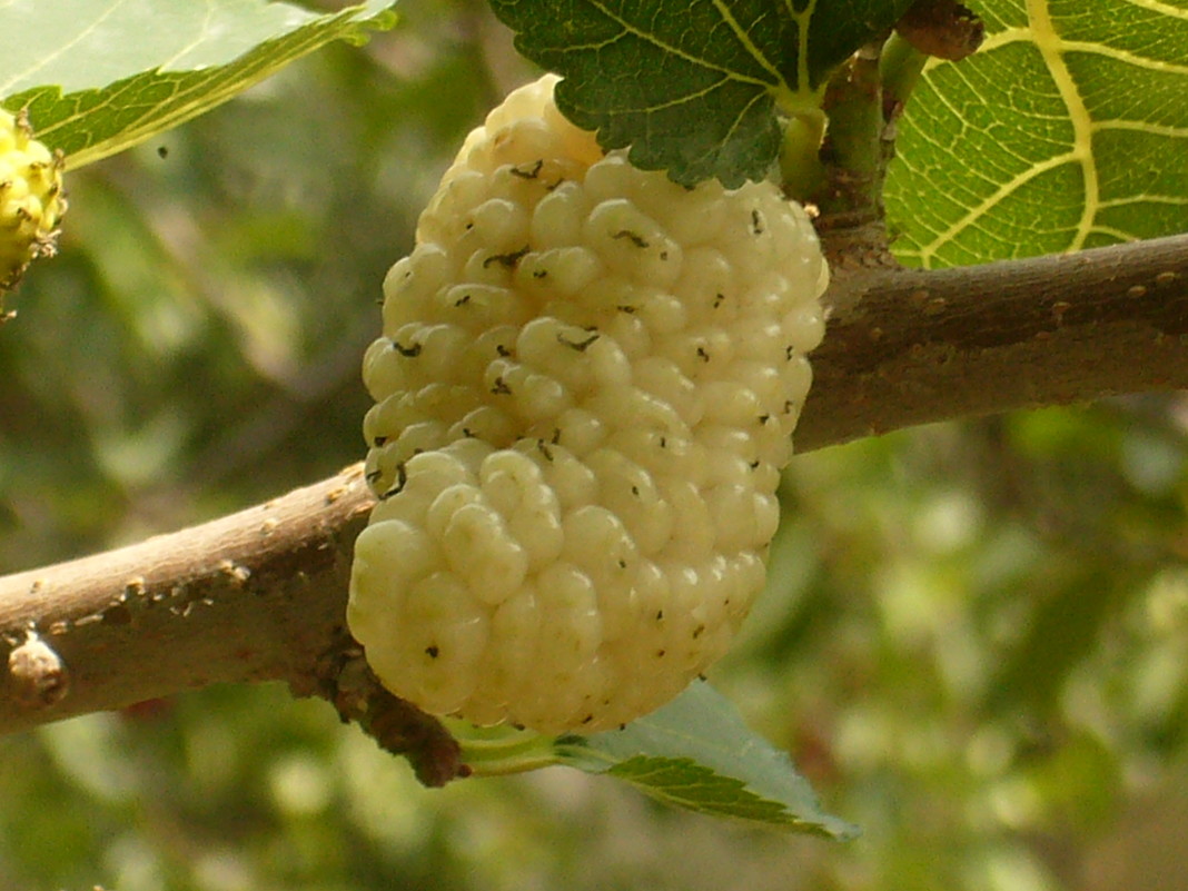 Тутовый плод - Mahir 