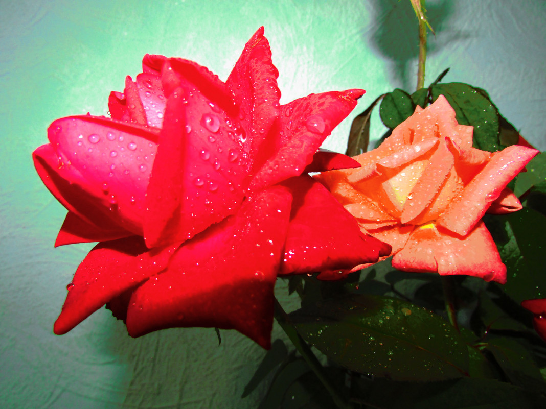 любимые розы - Marina Timoveewa
