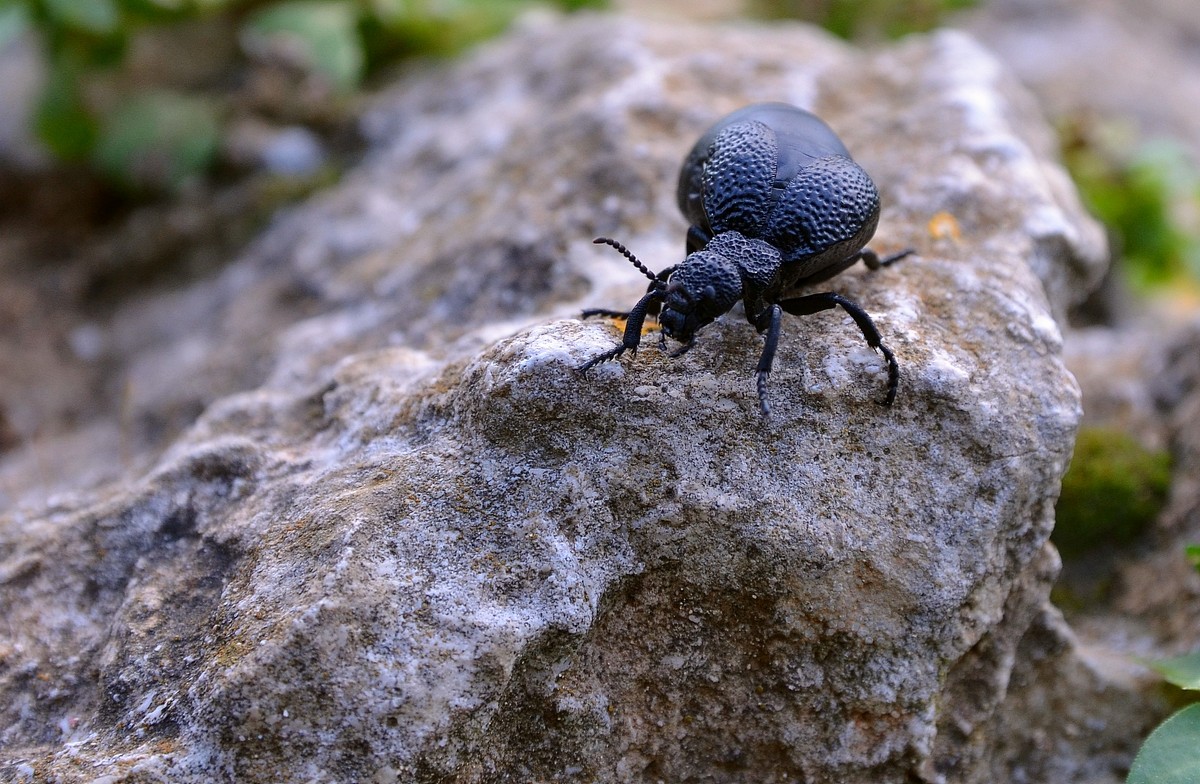 17.03.12 Meloe cavensis, Майка каффская - Борис Ржевский