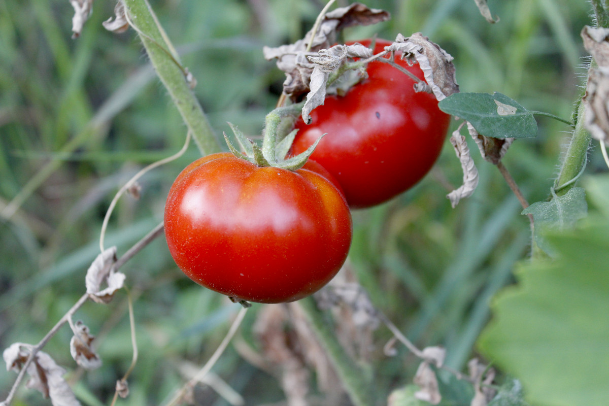 Tomatoes - Ирина Соловьева