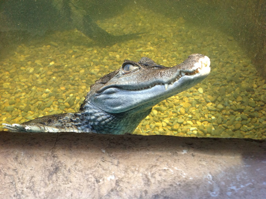 крокодил - Anfisa Arkadevna