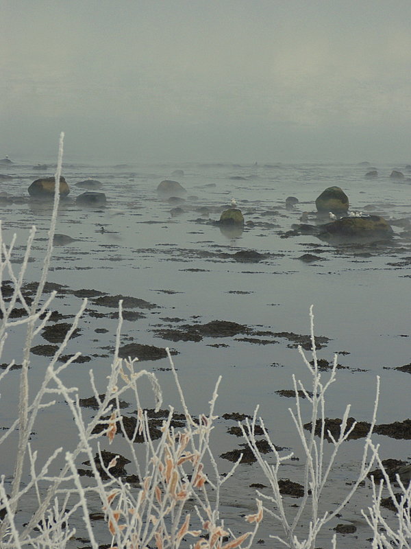 Туман над заливом - Владимир Стаценко