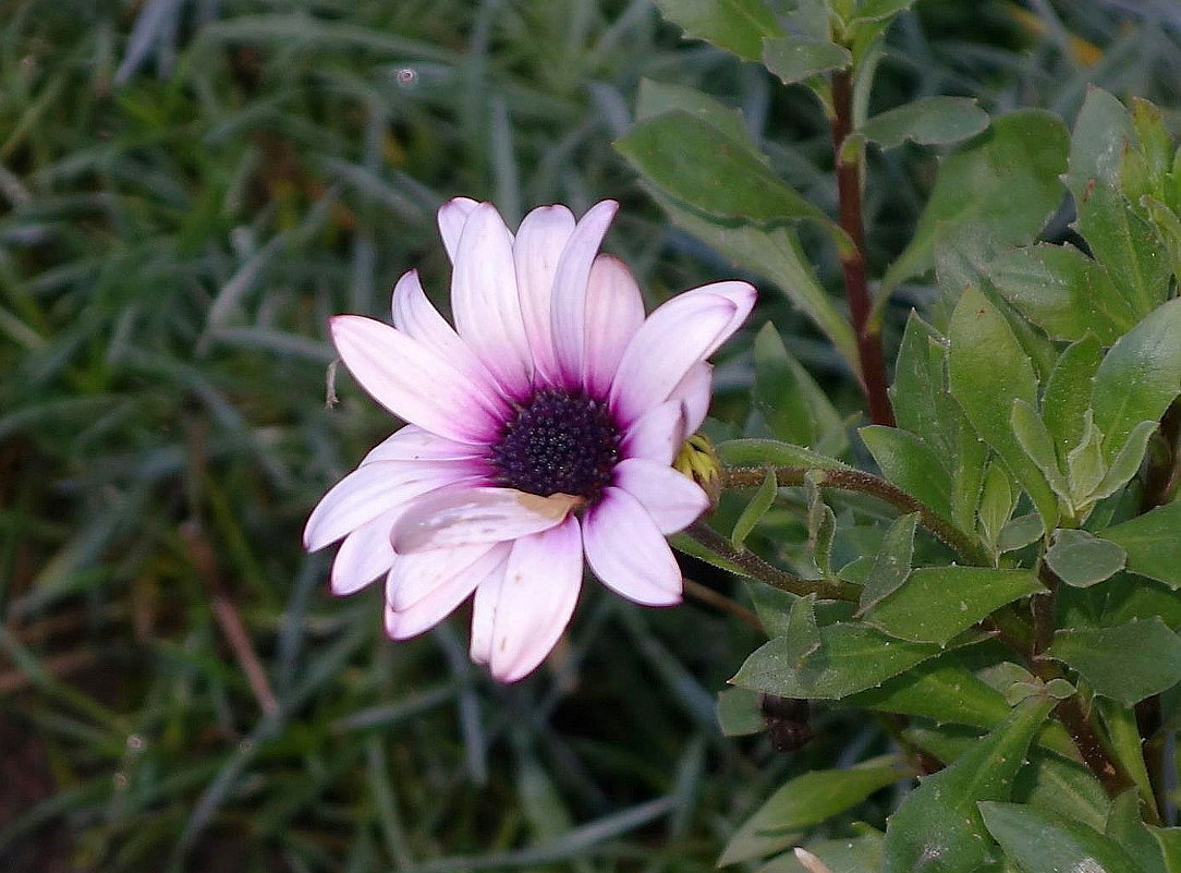 Запоздалые цветы в декабре - Остеоспермум или африканская ромашка - Маргарита Батырева