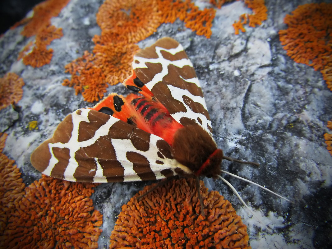 Ночная бабочка, мохнатый мотылёк - Сергей Чернышев