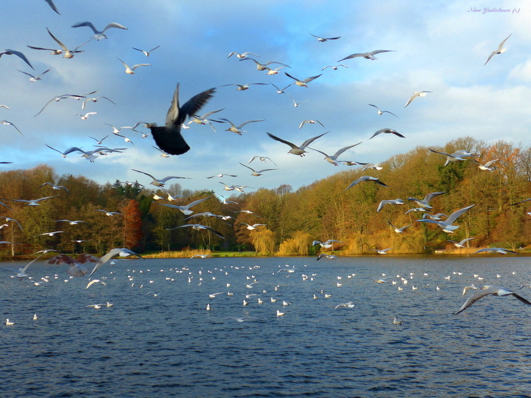 Hamburg.  Aussenmühlenteich - Nina Yudicheva