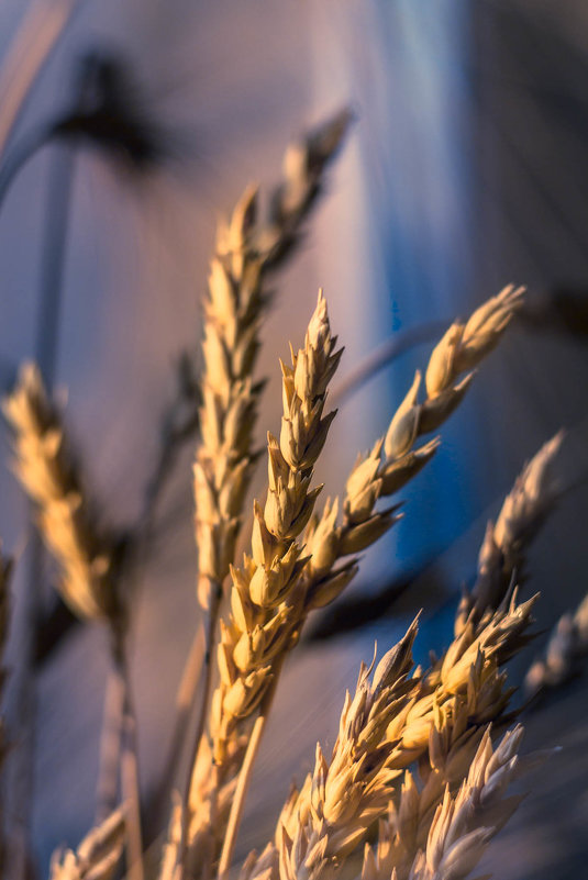 Пшеница на подоконнике - Julia Martinkova