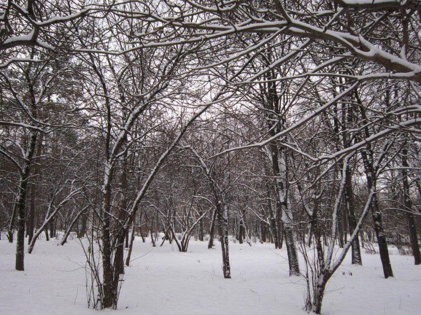 В зимнем парке - Дмитрий Никитин