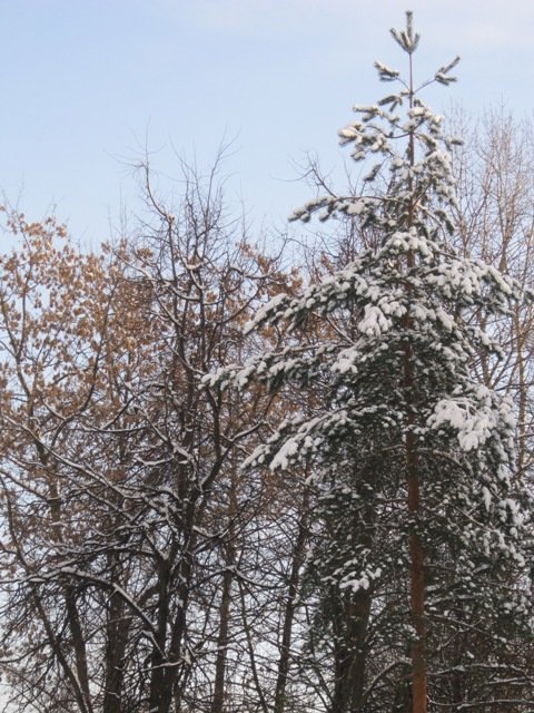 Деревья зимой - Дмитрий Никитин