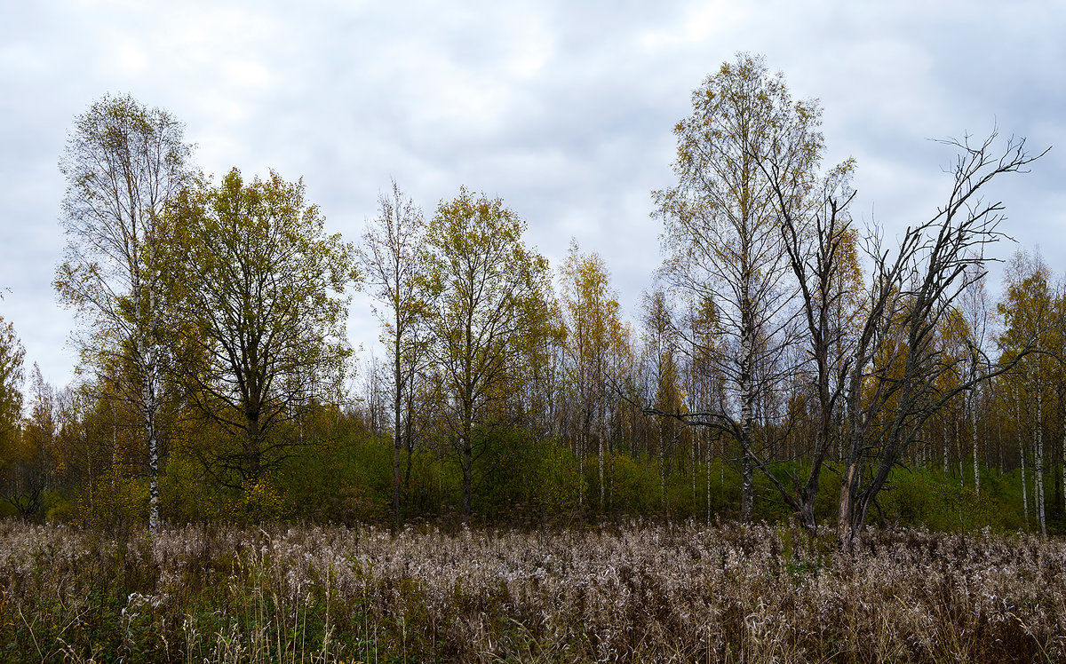Осенний лес - Niklaus 