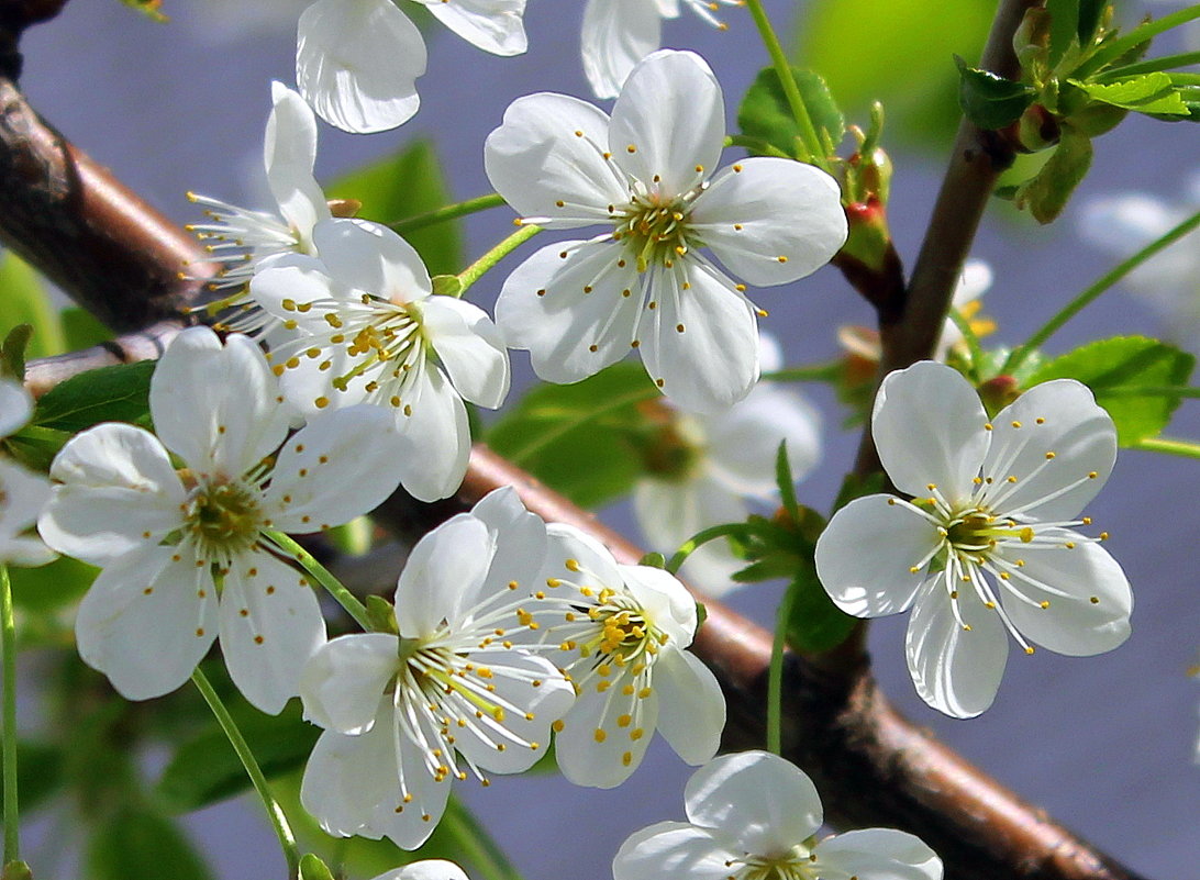 Весенние метели белые прошли..... - Валентина ツ ღ✿ღ