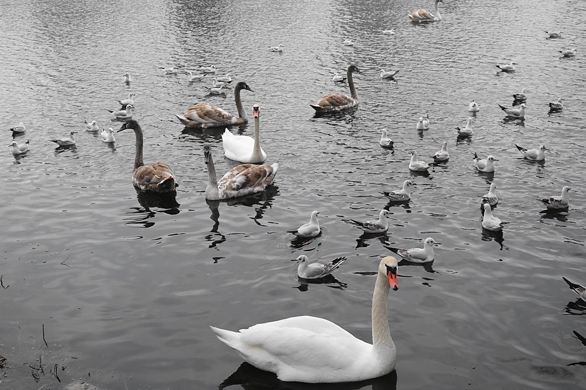 На озере в парке появилось новое семейство лебедей - Маргарита Батырева