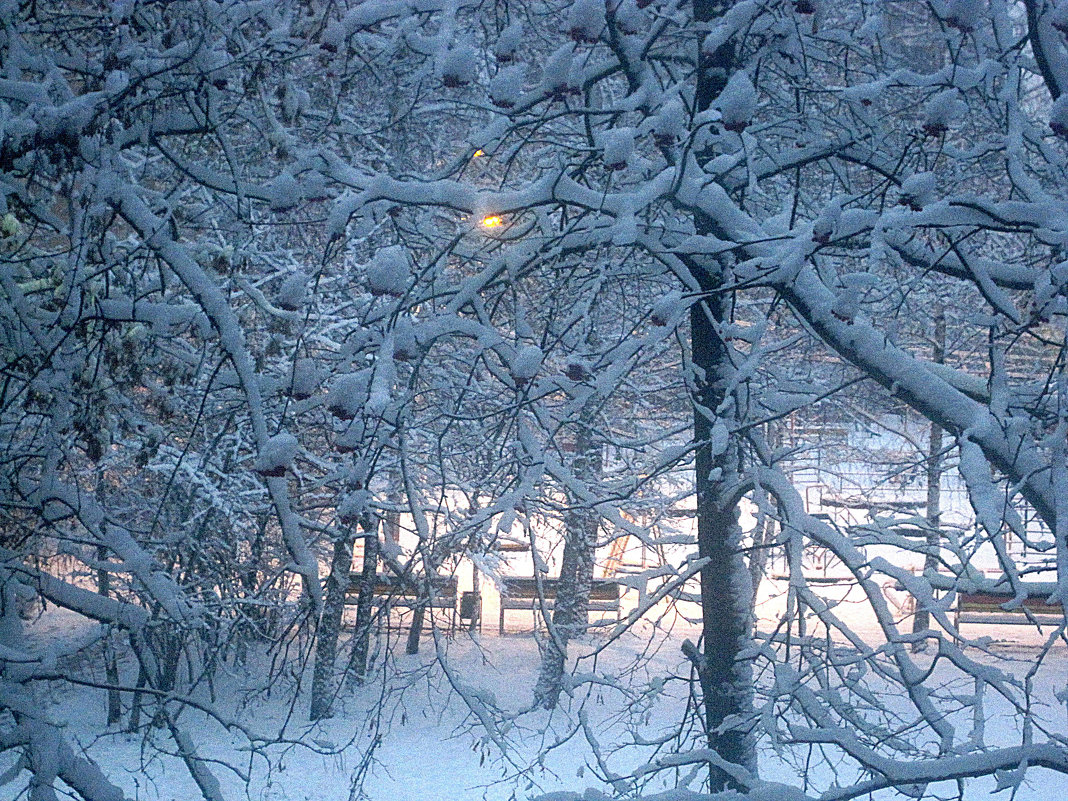 Снежным утром - Елена Семигина