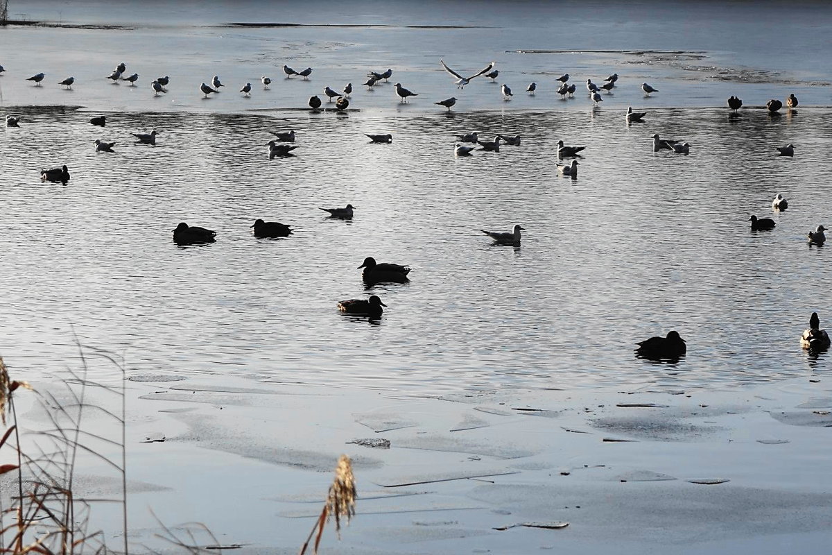 Морозным утром на озере - Маргарита Батырева