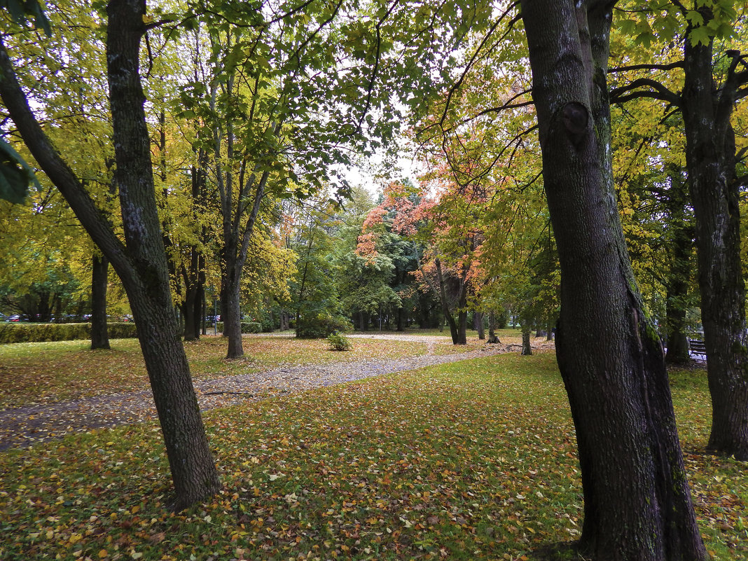 На улицах Выборга. - Лариса (Phinikia) Двойникова