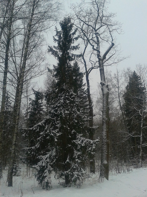 Зима - Сапсан 