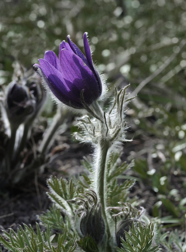 Сон-трава. Pasque-flower. - Юрий Воронов