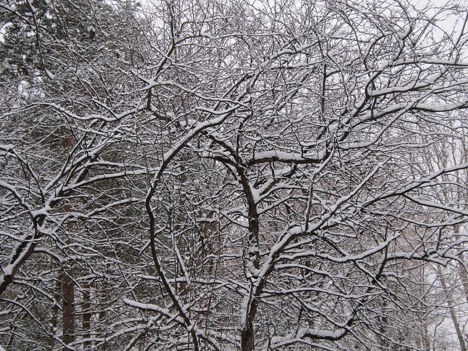 И деревья все в снегу - Дмитрий Никитин