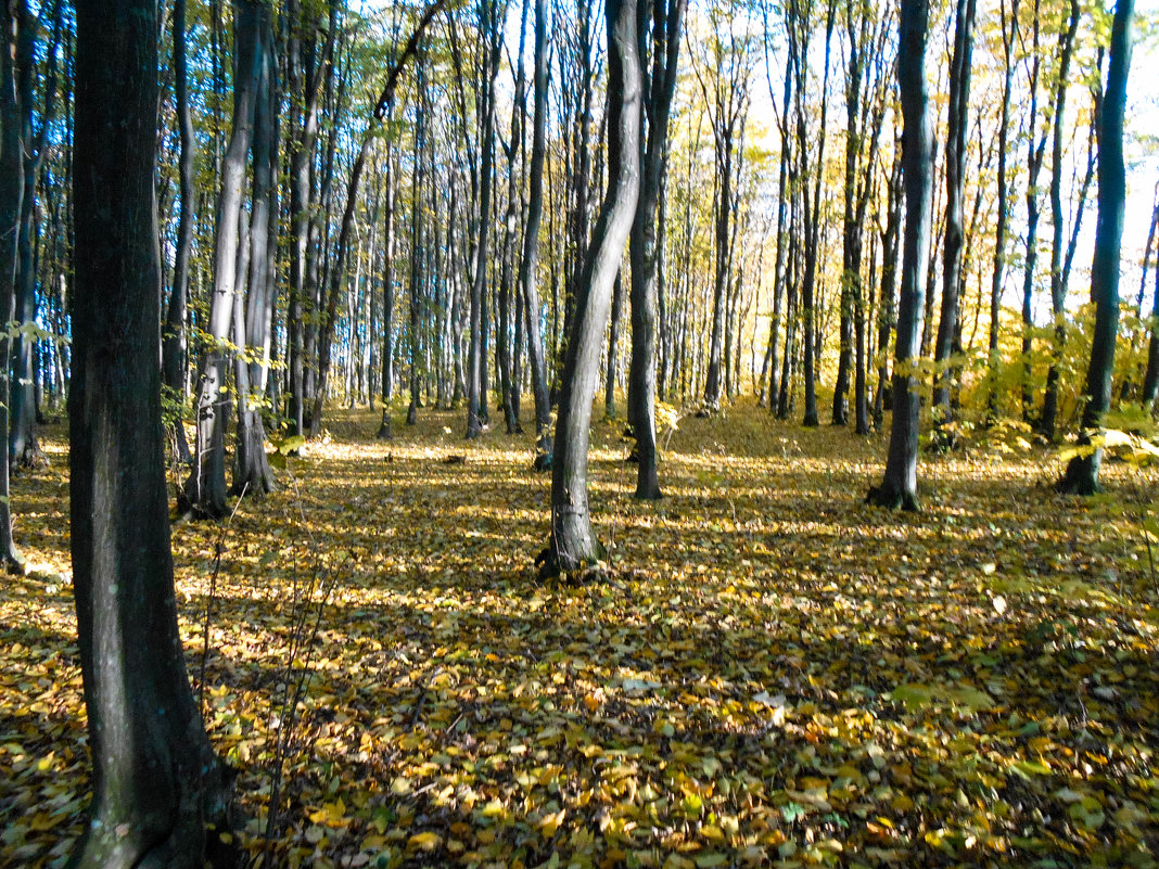 Осенний лес - Оля Капелистая