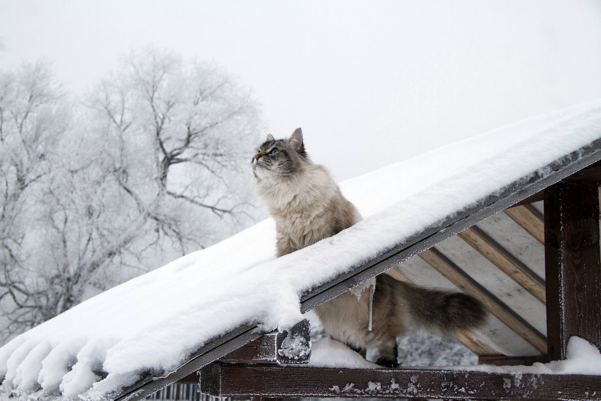 Выход кота в открытый космос - Алёна Гершфельд