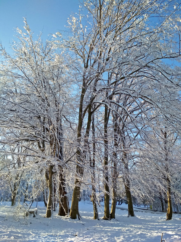 Winter trees - Roman Ilnytskyi