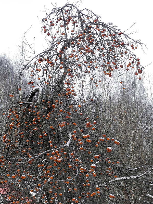 Зимняя яблоня ярославского садовода - Николай Белавин