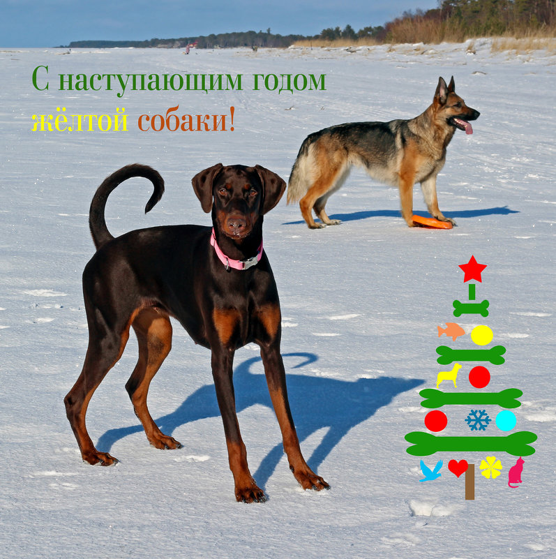 Всех друзей с наступающим Новым годом! (2) - Владимир Шибинский
