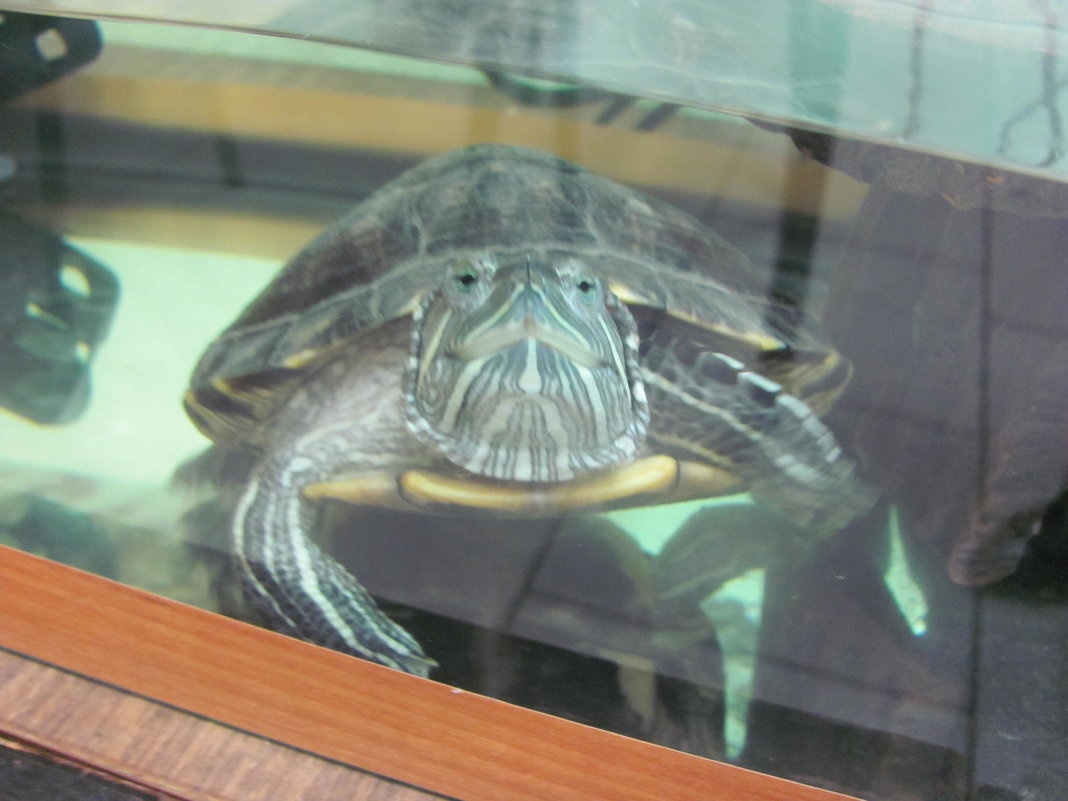 черепаха - Зинаида 