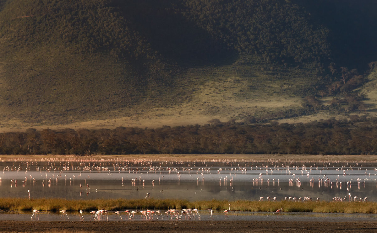 "Страна, где много-много диких ... фламинго"...Танзания! - Александр Вивчарик