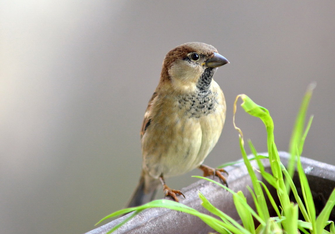 Sparrow - Олег Шендерюк