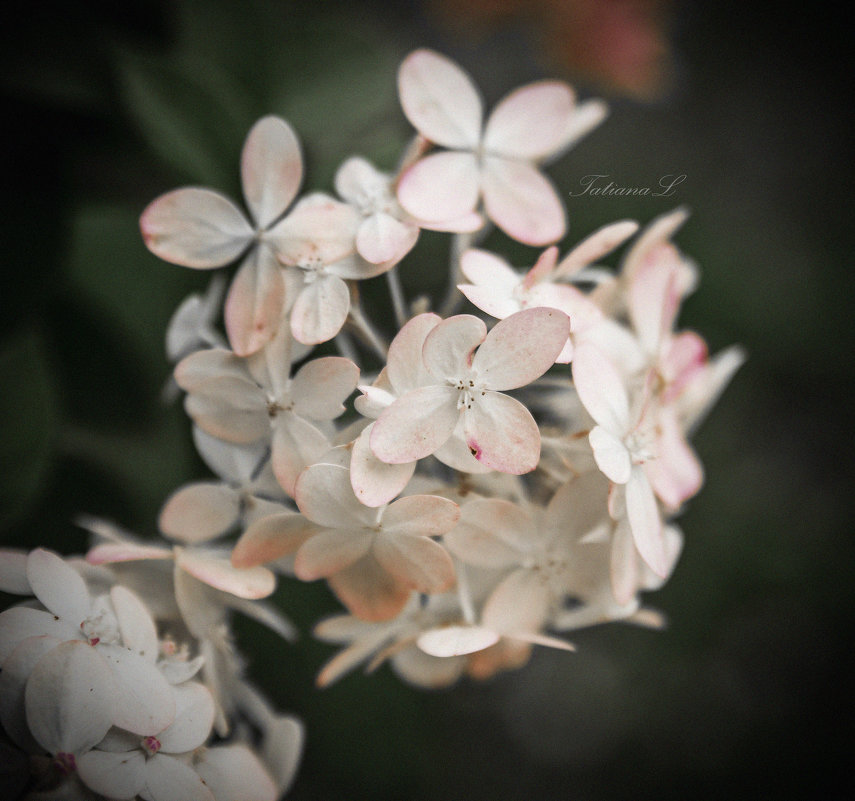 Hydrangea - Tatiana 