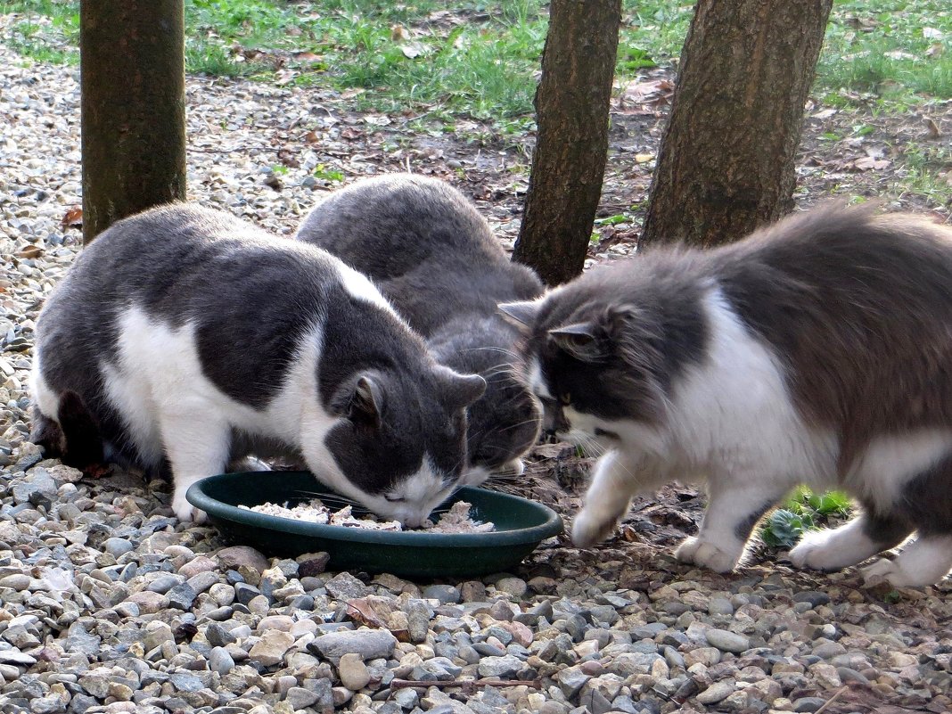 Уличные коты - еще те ребята! 9 фото дворовых котеек. Улыбнитесь!😜 | Кошка Муся и Ко | Дзен