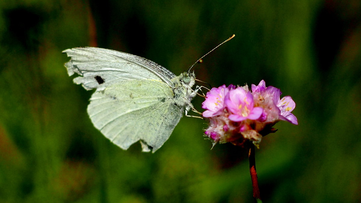 Репница Pieris rapae (Linnaeus, 1758) 4 - Александр Прокудин