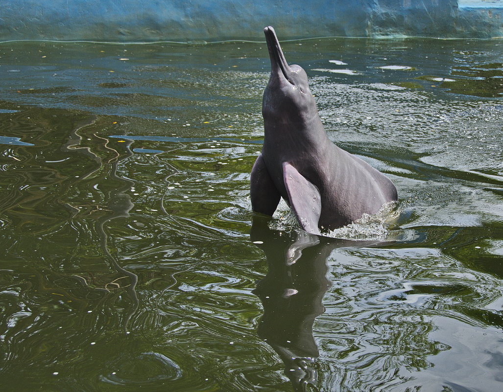 Розовый дельфин - Svetlana Galvez