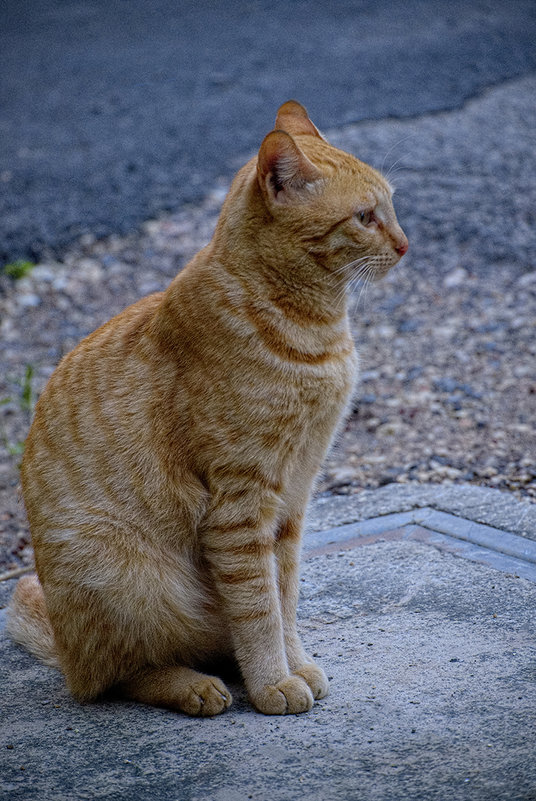 Котик - Александр Деревяшкин