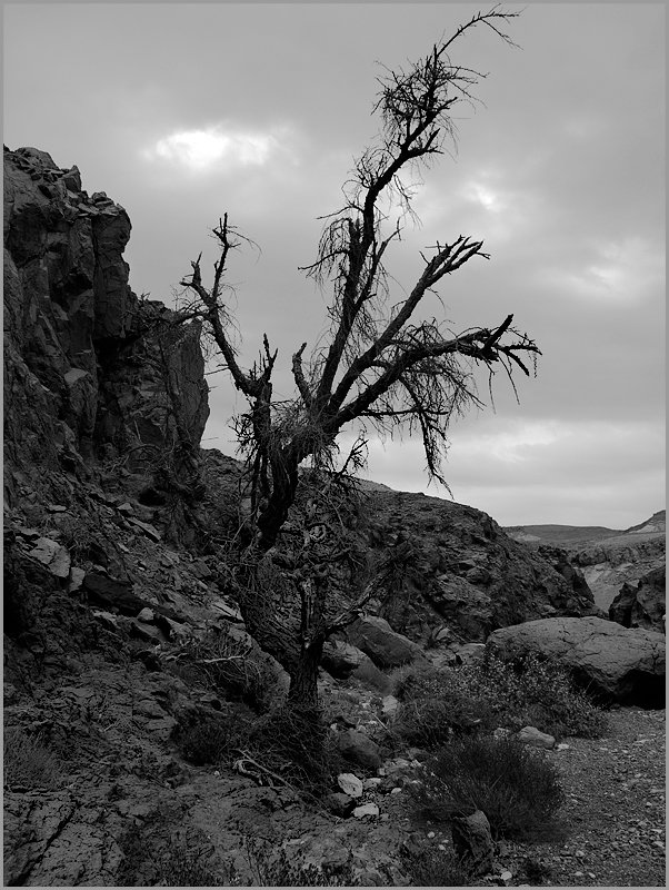 Мертвое дерево в горах. - Lmark 