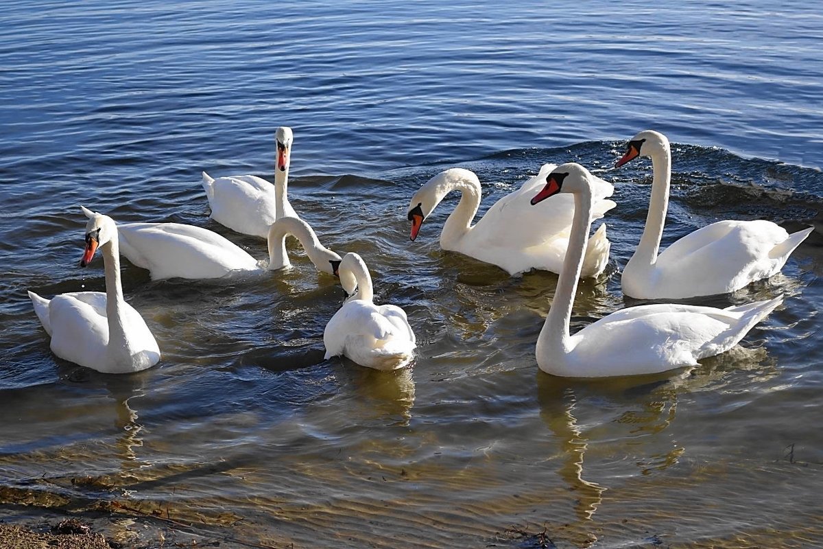 Лебеди на озере - Маргарита Батырева